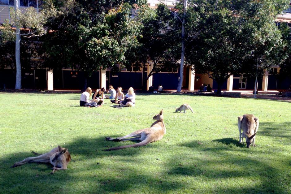 USC AUSTRALIA 澳洲 大學 留學 遊學